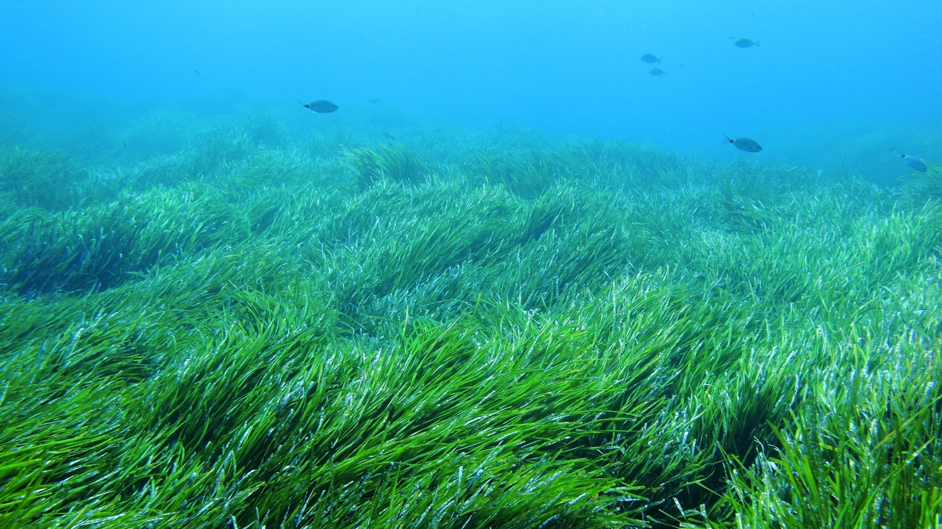 Thai Union advances seagrass restoration research as global habitats continue to decline